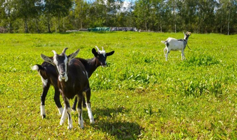 Gospodarstwo Agroturystyczne Jacwing Villa Giby Buitenkant foto